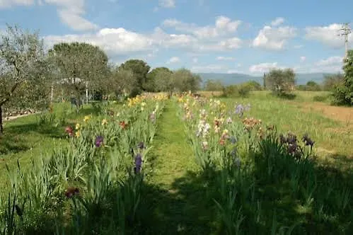 Villa Iriscortona Cortona